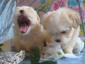 Candys pups August 5 029