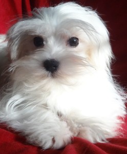 Beautiful Maltese, no tear staining! Nice and clean, white face.