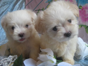 Candys pups August 5 035