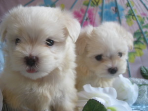 Candys pups August 5 037