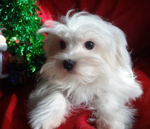 Maltese: Has a very outgoing and friendly personality. They are called "people pleasers" and that really sums up this little dogs personality. Sweet little lap dogs. Highly intelligent. Hypoallergenic and non shedding. Long, white, silky coats. 3-7 lbs